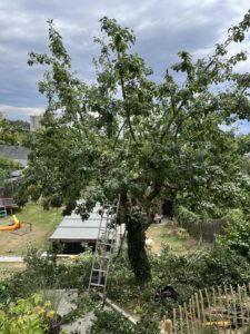 Nachher - Apfel im Sommer