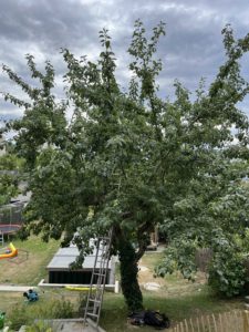 Vorher - Apfel im Sommer