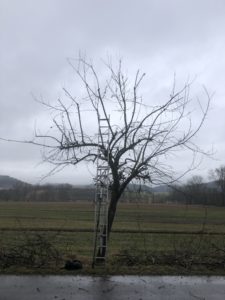 Nachher - Altbaum Winterschnitt
