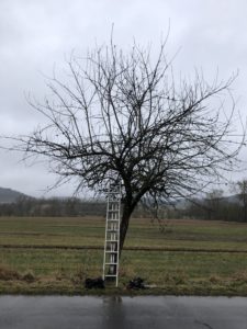 Vorher - Altbaum Winterschnitt