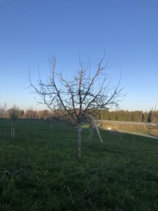 Nachher - Jungbaum Winterschnitt