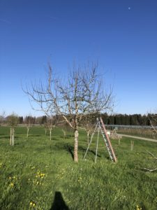 Vorher - Jungbaum Winterschnitt