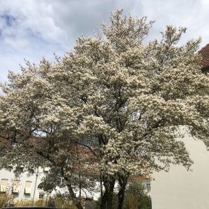 Felsenbirne in Blüte